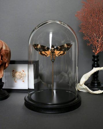 Mot Taxidermie volledige montage - Acherontia atropos - 25, Antiek en Kunst
