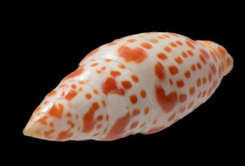 prachtige bisschopsmitra - Sammlerschnecke  Skelet - Mitra, Nieuw