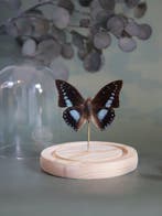Vlinder Taxidermie volledige montage - Véritable Charaxes