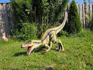 Beeld, XL Realistic Velociraptor Dinosaur - 98 cm - mgo -, Antiek en Kunst