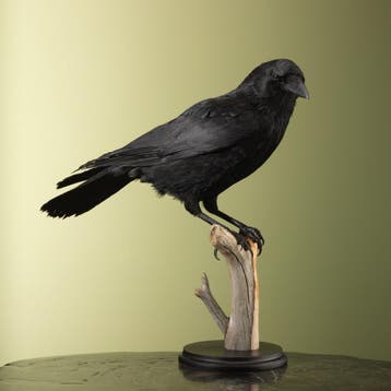 Zwarte Kraai Taxidermie Opgezette Dieren By Max, Ophalen of Verzenden, Nieuw, Vogel, Opgezet dier