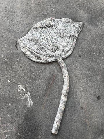 Crinoide - Gefossiliseerd dier - Traumatocrinus hsui - 17.8