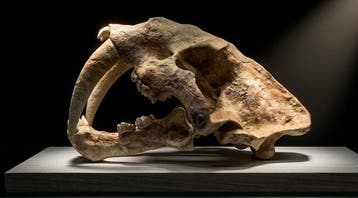 Smilodon Taxidermie replica montage - REPLICA SMILODON SKULL, Verzamelen