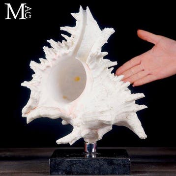 Grote Ramose Murex-schelp Een meesterwerk van natuurlijke