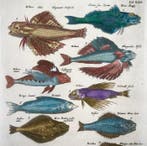 Matthäus Merian (1593-1650) - hand coloured engraving:, Antiek en Kunst