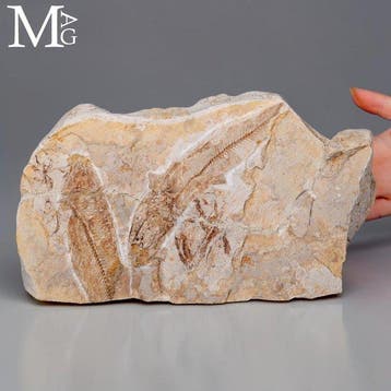 Hakelia Fossil Fish Association – Boven Krijt, Hakel,