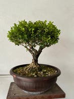 Palmboompje bonsai (Buxus sempervirens) - Hoogte (boom): 35, Antiek en Kunst