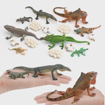 Educatieve Reptielen Levenscyclus Modellen: Kameleon, Baarda