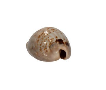 Muracypraea mus (Cypraea mus) – 38 mm – Perfecte, Nieuw