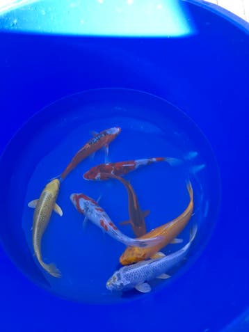 Outdoor showroom voor koi, vijvers en waterplanten, Karper of Koi