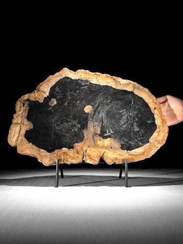 C - Prachtige schijf versteend hout op een aangepaste