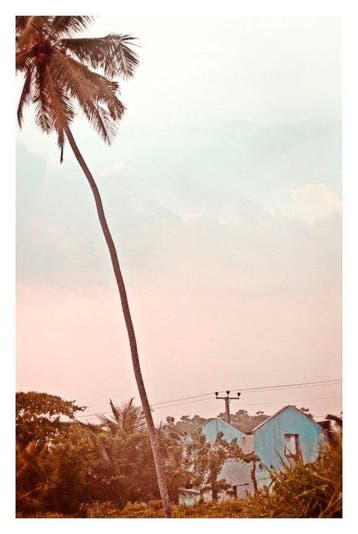 Stuart Möller - Blue Palm House