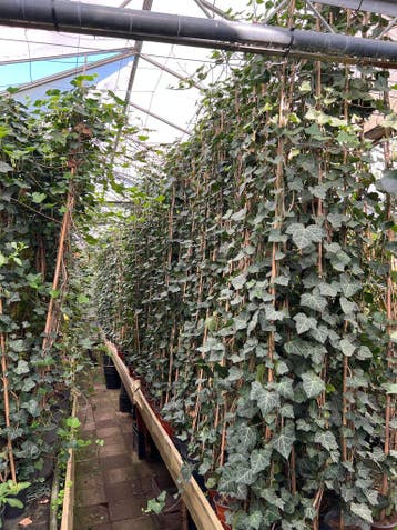 Hedera hibernica 175/200 cm, gratis bezorgd bij 100 of meer, Tuin en Terras, Planten | Tuinplanten, Vaste plant, Klimplanten