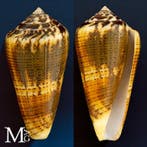Conidae schelpexemplaar - Zeeschelp - Conus Magus Forma