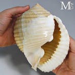 Zeldzame grote Malea ringens schelp – Mexico – 180 mm -