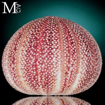 Mariene echinoïde test - soort Echinus esculentus Naturally, Antiek en Kunst