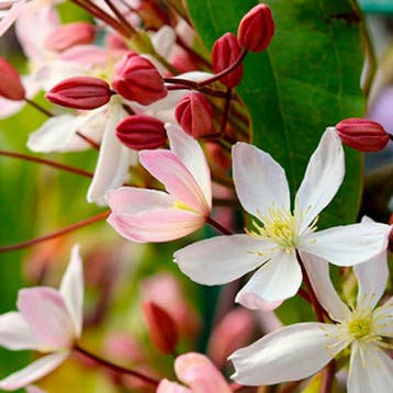 Clematis Apple Blossom container (C2) Sierplanten, Verzenden, Overige soorten, Struik