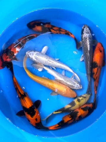 Hirasawa Marusei 29-34cm (Japanse Koi), Karper of Koi