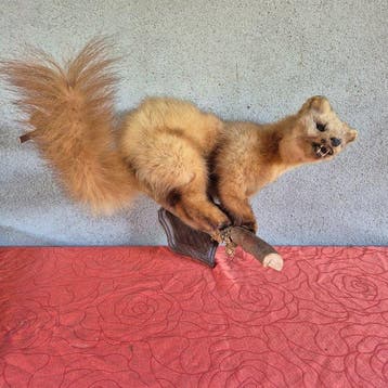 Martre - Taxidermie wandmontage - Martes martes - grand, Nieuw