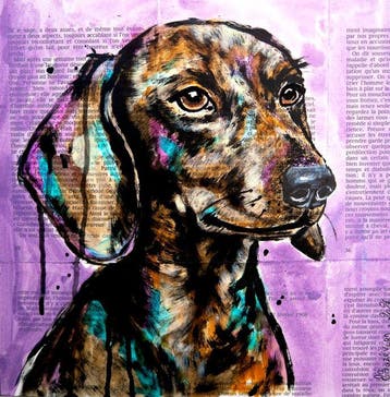 Bazévian DelaCapucinière - Portrait Disco Dachshund dog