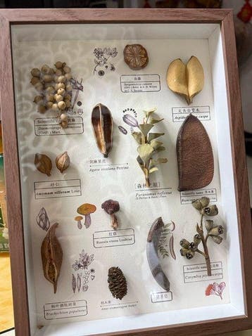 Diverse plantenzaden Taxidermie volledige montage - Various