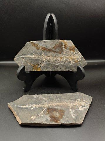 Gefossiliseerd dier - salamander - 13 cm