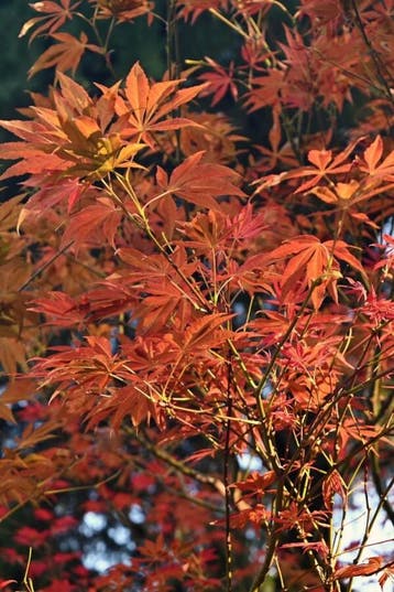 Acer rubrum Autumn Flame hoogstam 6/8
