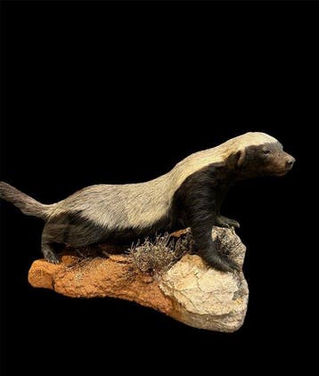 Das Taxidermie volledige montage - Mellivora capensis - 60, Nieuw