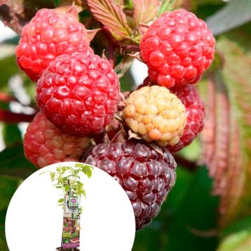 Framboos Autumn Passion container (P11) Paars, Tuin en Terras, Verzenden