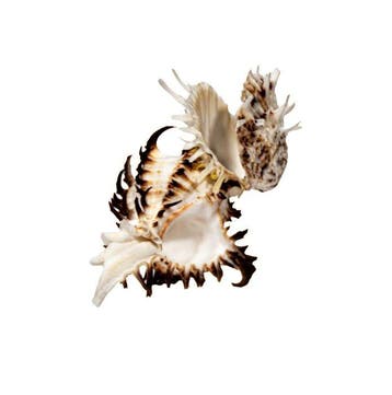 Absolute rariteit: Spondylus princeps & Murex symbiose | 9,4