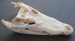 Siamese Crocodile Schedel - Crocodylus siamensis - 16 cm -, Nieuw