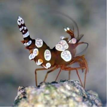 Thor Amboinensis (Sexy Shrimp), Ophalen of Verzenden, Nieuw