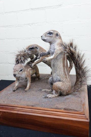 African Striped Ground Squirrels Taxidermie volledige, Nieuw