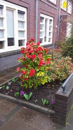 Te huur: Huis Hendrik de Keyzerlaan in Eindhoven, Eindhoven, Noord-Brabant