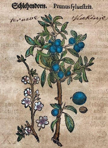 Pietro Andrea Mattioli - Original hand-colored leaf from