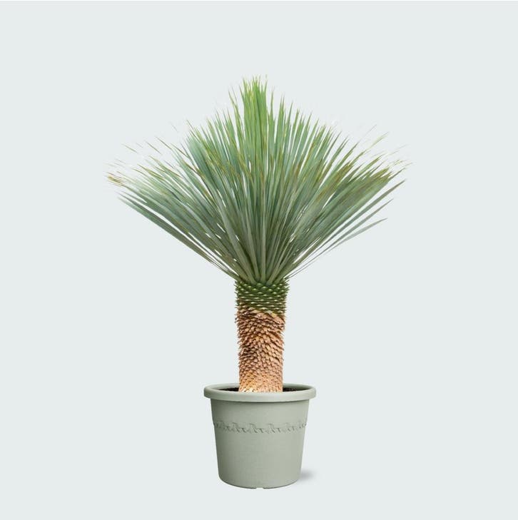 Green Bubble - Yucca Rostrata - 190cm - Ø55 cm, Tuin en Terras, Planten | Tuinplanten, Ophalen of Verzenden