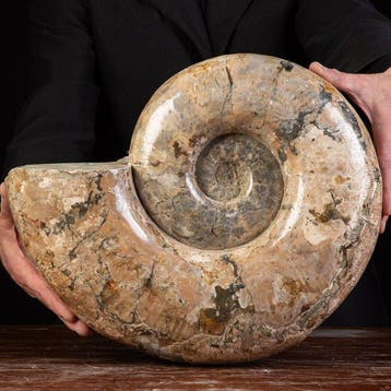 Grote ammoniet van Madagaskar - Gefossiliseerde schelp -, Nieuw