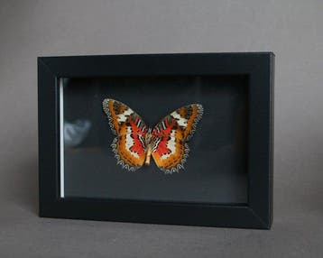 Vlinder Taxidermie volledige montage - Cethosia cyane - 10