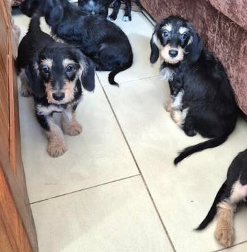 Ruwhaar dwergteckel X boomer puppies!, Parvo, 8 tot 15 weken, Meerdere, Nederland