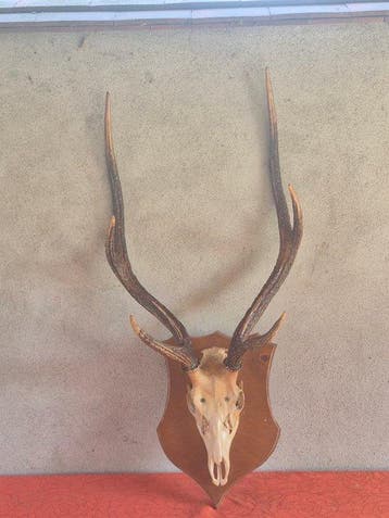 Sikahert Taxidermie wandmontage - Cervus nippon - très grand, Nieuw