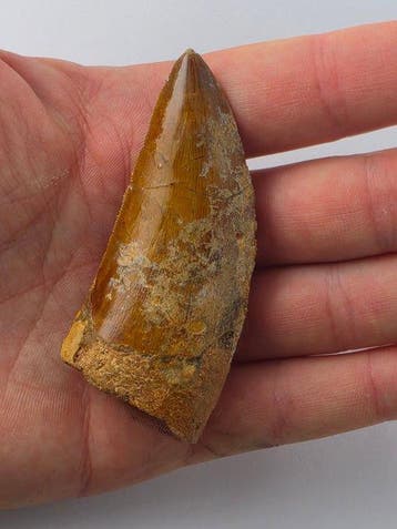 Carcharodontosaurus - Fossiele tand - Carcharodontosaurus -, Verzamelen, Mineralen en Fossielen