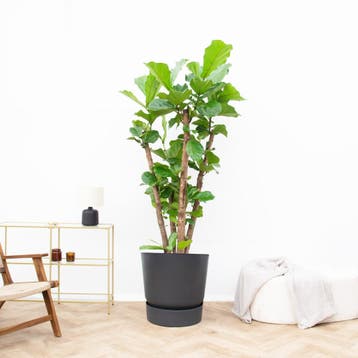 Green Bubble - Ficus Lyrata vertakt XXL - 230 cm, Ophalen of Verzenden