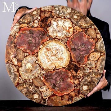 Triassisch versteend Araucaria-hout met rijke rode en aardse