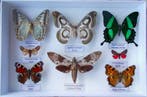 Vlinder Taxidermie volledige montage - Epiphora mythimnia