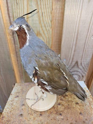 Super mooie nieuw opgezette zeldzame Bergkwartel Taxidermie, Nieuw