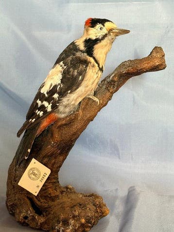 Specht Taxidermie volledige montage - Dendrocopos syriacus, Nieuw