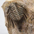 Zeldzame trilobiet - Gefossiliseerd dier - Kettneraspis