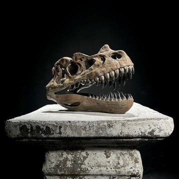 sculptuur, NO RESERVE PRICE - A Replica of Dinosaur Skull -