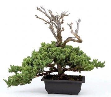 Jeneverbes bonsai (Juniperus) - Hoogte (boom): 32 cm -