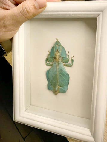 Insekt Taxidermie wandmontage - Phyllium philippinicum - 3